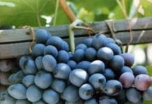 Осенний черный сорт винограда: как вырастить богатый урожай