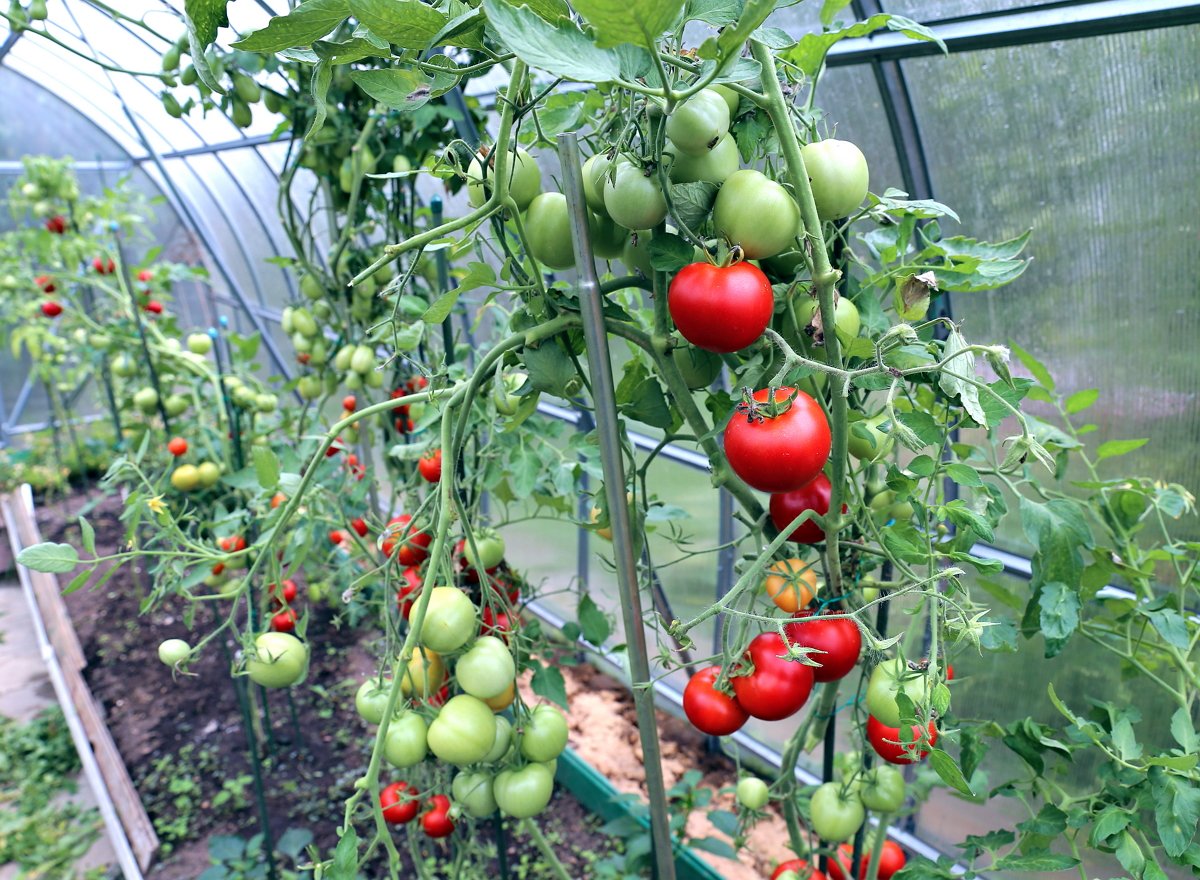 Как дозреть зеленые помидоры в домашних условиях: как хранить до покраснения