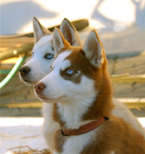 Husky Stene Crno Preplanulo Ima Li Bijelih Haskija Bijeli Haski Fotografija