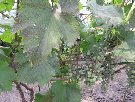 Милдью на винограде чем лечить болезнь меры борьбы и обработка