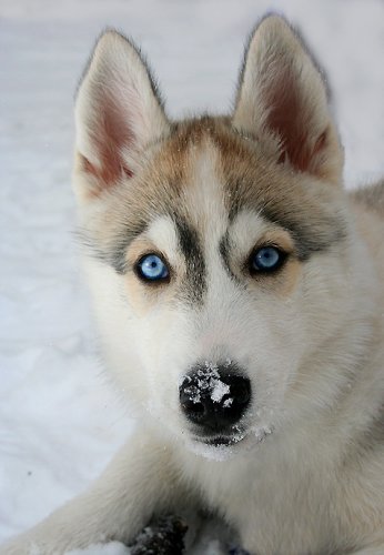 Husky Stene Crno Preplanulo Ima Li Bijelih Haskija Bijeli Haski Fotografija