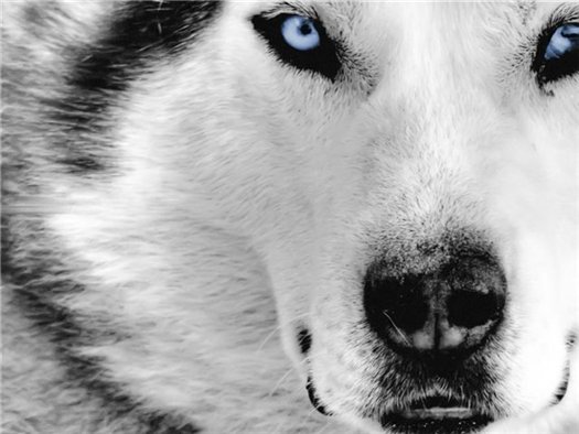 Husky Stene Crno Preplanulo Ima Li Bijelih Haskija Bijeli Haski Fotografija