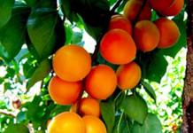 Red partisan - apricot - fruit trees - headings - horticulture