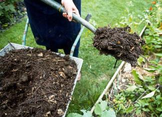 Hnojenie sliviek na jar: ako kŕmiť slivky, ako a kedy správne hnojiť Ako hnojiť slivky na jar pre lepšiu úrodu