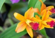 Jak karmić orchideę: zalecenia dla początkujących od doświadczonych hodowców kwiatów Karmienie storczyków improwizowanymi środkami