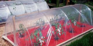 Is it possible to save frozen tomato seedlings?