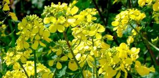 The best green manure plants - fertilizers for the garden