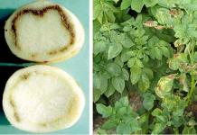 Potato disease control methods How to deal with potato ring rot