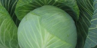 15 best varieties of cabbage