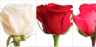 What flowers to give a girl on Valentine's Day What flowers are customary to give on February 14