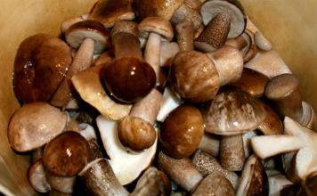 Borowik - przepisy na gotowanie grzybów na zimę ze zdjęciami krok po kroku