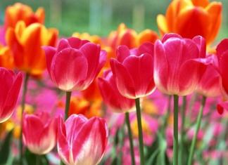ღია ბარათები გაზაფხულის პირველ დღეს - ლამაზი და მხიარული წარწერებით: მოკლე SMS მილოცვა გაზაფხულის პირველ დღეს