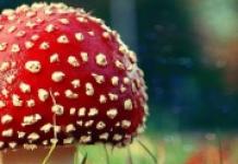 Perché i funghi oracoli sognano