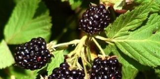 Blackberries: the best varieties and cultivation techniques The largest blackberry