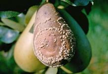 Malattie della pera: descrizione e metodi di trattamento
