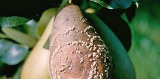 Pear diseases: description and methods of treatment