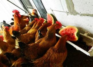 Mangiatoia per polli: fai da te Mangiatoie e abbeveratoi per polli fatti in casa