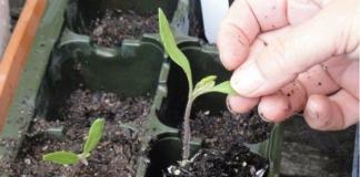 The main reasons why tomato seedlings grow poorly