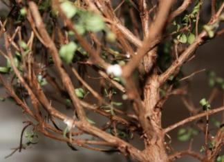 Diseases and pests of evergreen myrtle: what to do if the leaves dry out, fall off and curl?