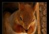 Rozprávka „Prečo sa veveričke hovorilo veverička Prečo sa ľuďom hovorí veveričky
