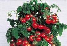 Balkonsko čudo raste paradajz