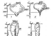 Vegetables included in the group of root crops