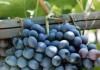 Autumn black grape variety: how to grow a rich harvest