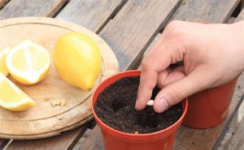 Features of growing lemon from seed