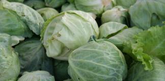 Methods for storing cabbage in the refrigerator