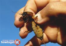 How to get rid of mole crickets using folk remedies