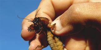 Kako se riješiti krtica cvrčaka pomoću narodnih lijekova