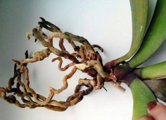 What to do if the orchid's roots have rotted?