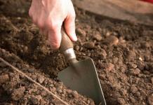 How to prepare the soil and garden for carrots?