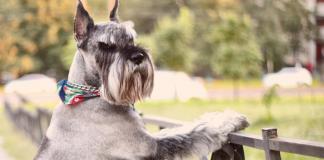 List of the 25 Best Companion Dog Breeds