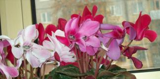 Цветок «Цикламен»: описание, фото, уход в домашних условиях Комнатные цветы цикламен уход