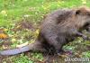 How beavers care for their young