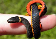 Hvatanje zmije za glavu Zašto sanjati da zgrabite zmiju