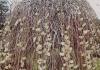 Common diseases and pests of willow and effective control of them Why the weeping willow withered