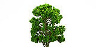 Stiepļu aušanas meistarklase: Koks veiksmes putnam Dekoratīvie koki no stieplēm