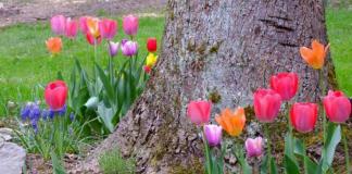 Augļu koku stumbru apļi: apraksts, kopšanas iezīmes un ieteikumi