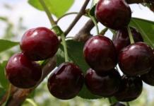 Cherry pollination is an important nuance for a good harvest. How to pollinate cherries without bees