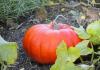 We plant a pumpkin correctly: how to prevent cross-pollination What can be planted next to a pumpkin