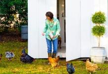 Capannone per polli per l'inverno: costruiamo e isoliamo il pollaio da soli Disegni di pollaio fai-da-te