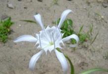 Hymenocallis (Hymenocallis): planting, growing and care at home and in the garden Hymenocallis flower planting and care