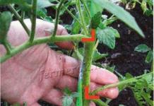 Why tomatoes grow poorly and what to do