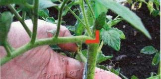 Why tomatoes grow poorly and what to do