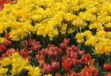 Growing tulips: planting and care in open ground, when to dig up bulbs, propagation, photos and videos