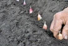 Τι να κάνετε εάν το σκόρδο κιτρινίσει στον κήπο την άνοιξη