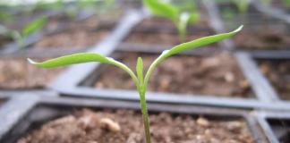 What to plant in February for seedlings