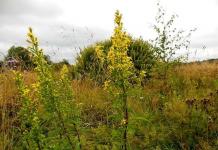 Goldenrod, or Solidago - a medicinal flower from Canada